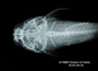Cyclopium unifasciatum FMNH 56079 holo dvh x